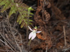 Caladenia variegata