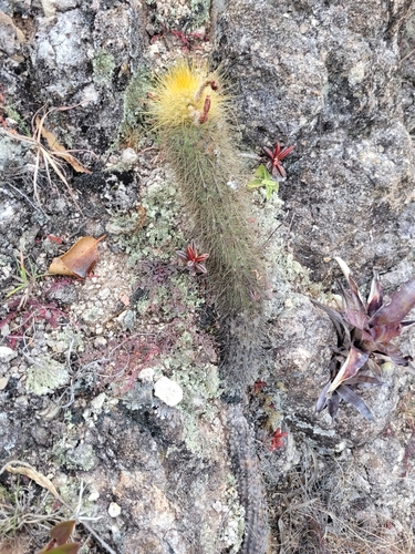 Borzicactus icosagonus