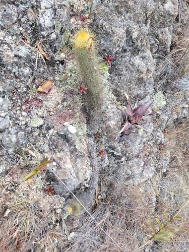 Borzicactus icosagonus