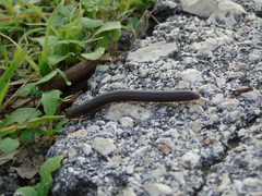 Pachyiulus apfelbecki