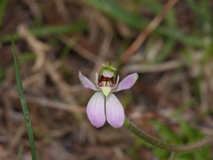 Caladenia variegata