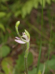 Caladenia variegata
