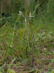 Caladenia variegata