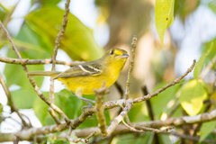 Vireo pallens