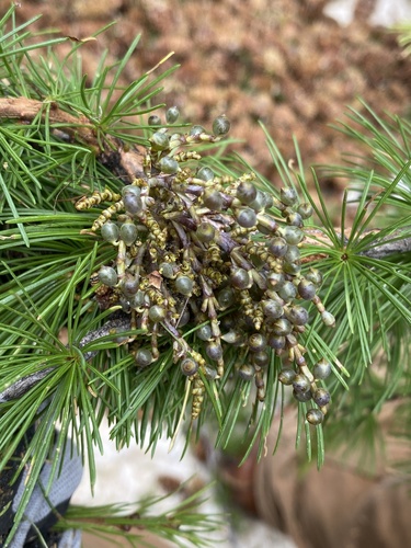 Larch Dwarf-mistletoe (Arceuthobium laricis)