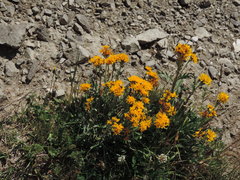 Jacobaea carniolica