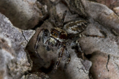 Dendryphantes secretus