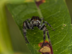 Dendryphantes secretus