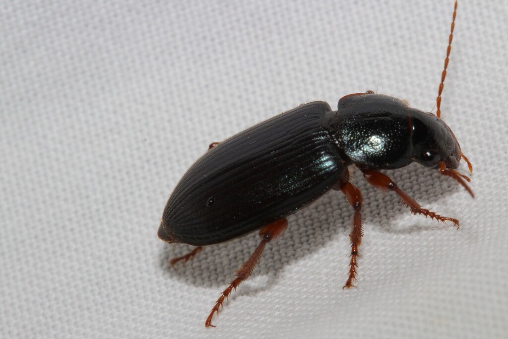 Ophonus ardosiacus