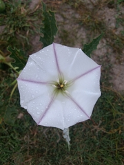 Datura ceratocaula