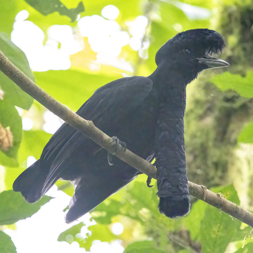 Long-wattled Umbrellabird (Cephalopterus penduliger), photo 4