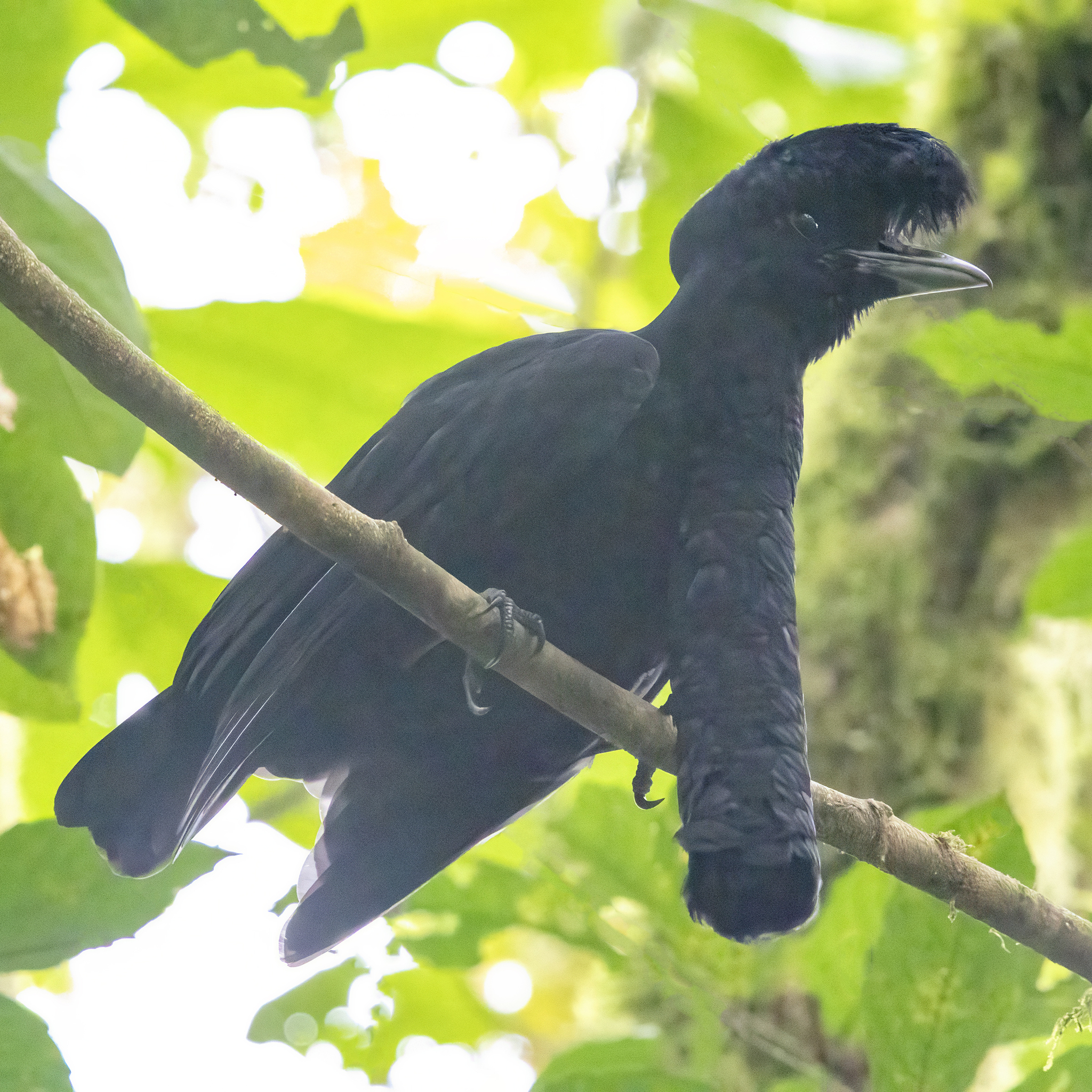 Long-wattled Umbrellabird (Cephalopterus penduliger), photo 8
