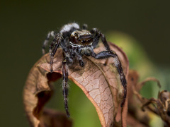 Dendryphantes secretus