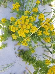 Oncosiphon sabulosus