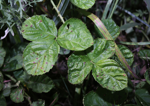 windswept prairie dewberry (Rubus hancinianus)