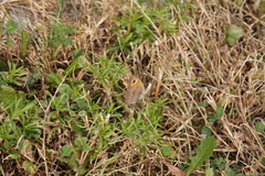 Maniola jurtina