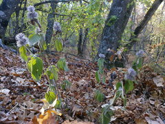 Clinopodium caucasicum