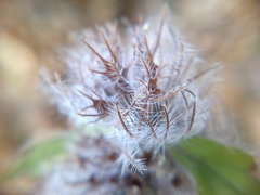 Clinopodium caucasicum