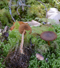 Cortinarius subcroceofolius