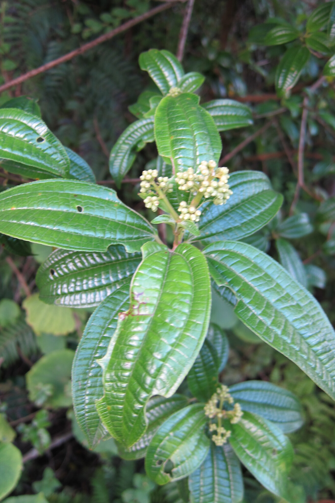 Miconia tetrastoma