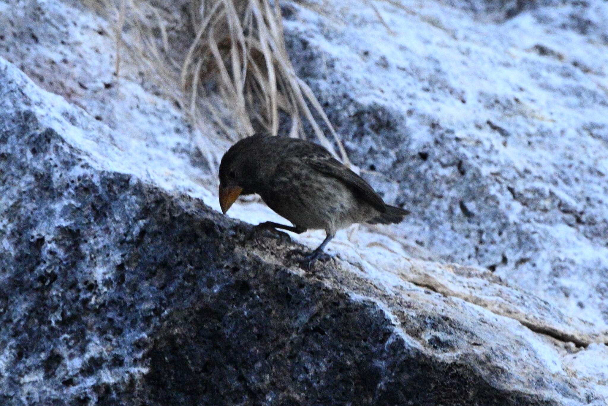 Genovesa Cactus Finch (Geospiza propinqua), photo 6