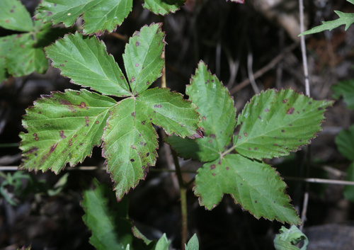 dryslope dewberry (Rubus meracus)