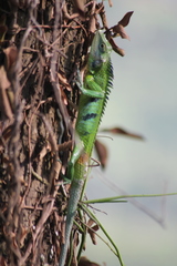 Calotes grandisquamis