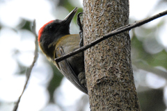 Chloropicus griseocephalus