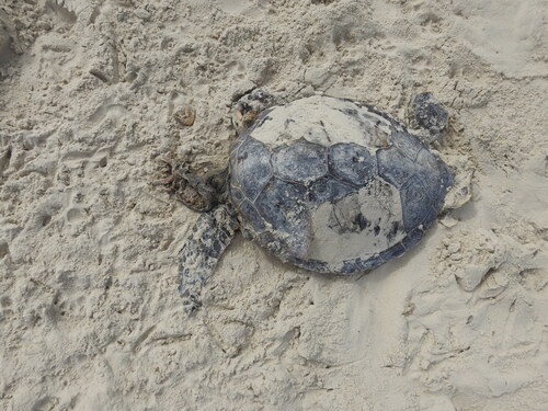 Chelonia mydas