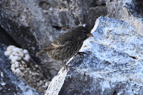 Genovesa Ground Finch (Geospiza acutirostris), photo 3