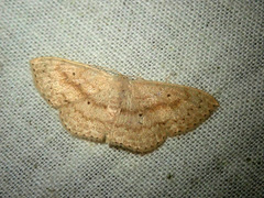 Scopula consimilata