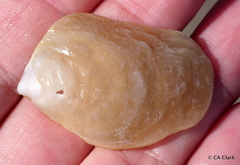 Pterioidea