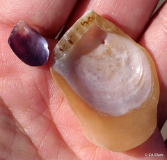 Pterioidea