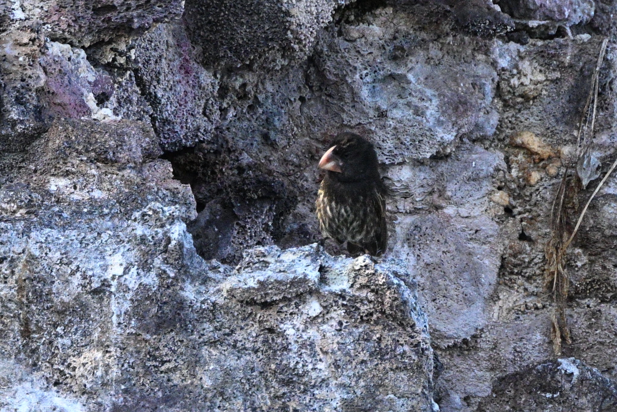 Large Ground Finch (Geospiza magnirostris), photo 3
