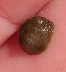 Trochus intextus