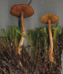 Cortinarius subcroceofolius