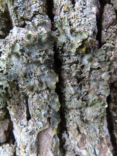 Pleurosticta acetabulum