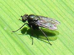Diaphorinae