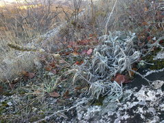 Sideritis catillaris