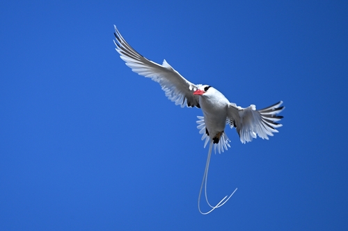 Rabijunco etéreo (Phaethon aethereus)