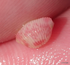 Purpurcapsula exigua