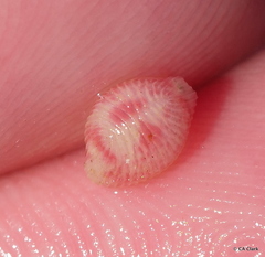 Purpurcapsula exigua
