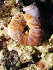 Thylacodes variabilis