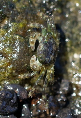 Pachygrapsus plicatus
