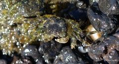 Pachygrapsus plicatus