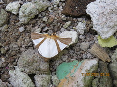 Eulepidotis rectimargo