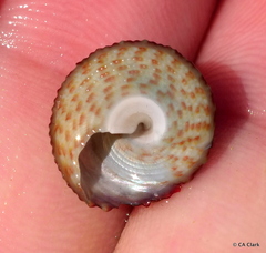 Trochus intextus