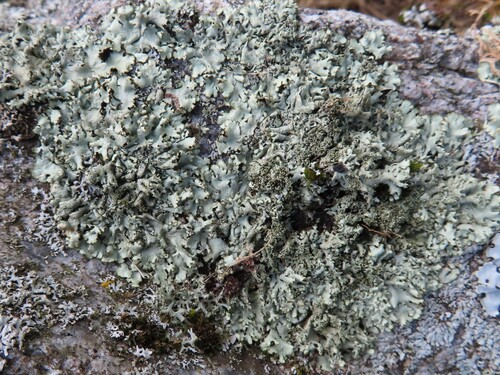 Peppered Rock-shield