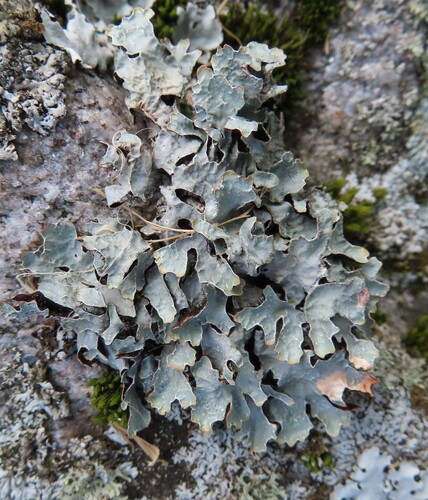 Netted shield lichen