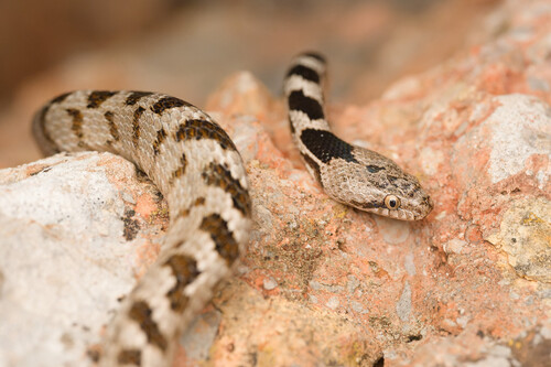 Cat Snake, Starigrad, Croatie, photo 10 of 10